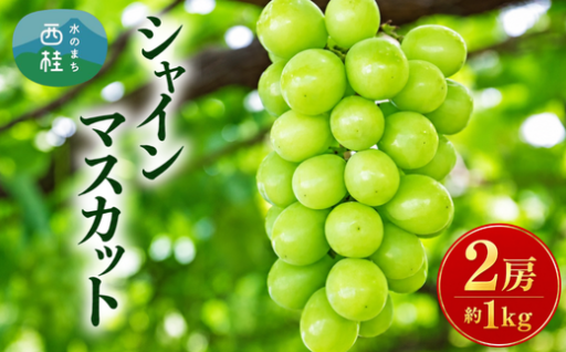 【数量限定・産地直送】山梨県産シャインマスカット