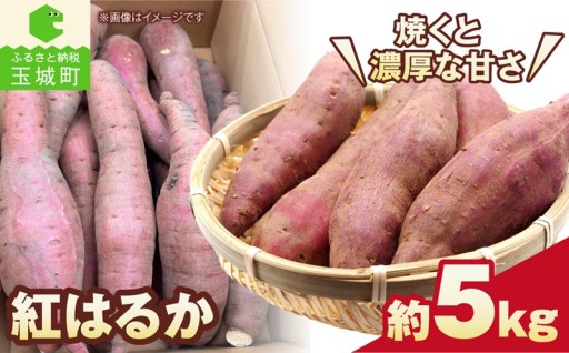 【先行予約】紅はるか さつまいも 約5kg