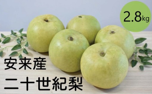 【受付開始】二十世紀梨 2.8kg【2026年発送分】