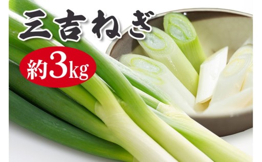 特選ネギ 約3kg