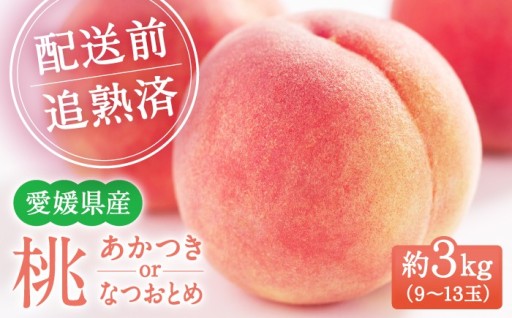 【2026年7月中旬から順次発送】桃 9〜13玉