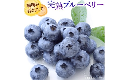 まもなくシーズン到来！朝採り新鮮ブルーベリー