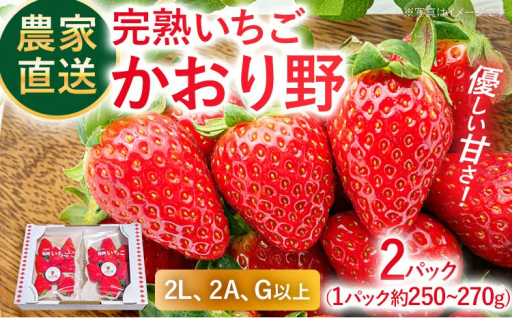 【先行予約受付開始🔔】農家直送完熟いちご かおり野 2パック 🍓