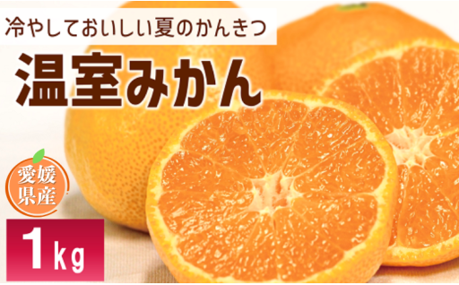 【数量限定】ハウスみかん 秀品 1.0kg 化粧箱🍊