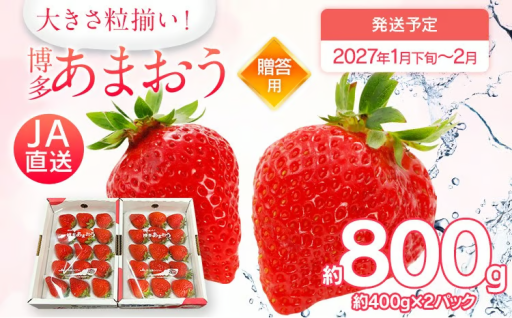 【今期の受付開始しました📣】先行予約 あまおう 合計約800g 約400g×2パック🍓