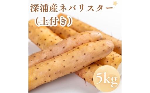 青森県深浦町産 ネバリスター 約5kg 土つき 