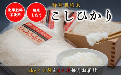 特別栽培米コシヒカリ 6ヶ月定期便