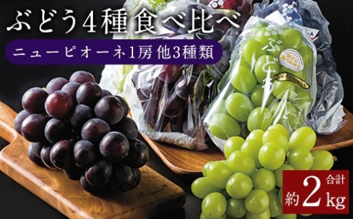 【 配送不可地域あり 】 熊本県湯前町産 4種のぶどう食べ比べセット 約2kg