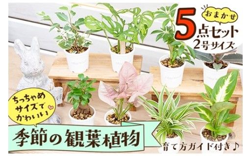 植物をもっと身近に。癒しをもっと日常に🍀