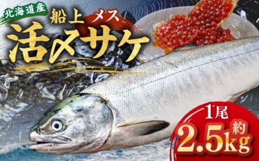北海道産 船上活〆サケメス 約2.5kg
