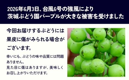 【受付開始】台風被害を受けたぶどう農家を応援する返礼品