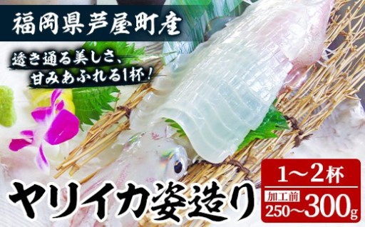 ヤリイカ (加工前：250～300g/匹・1～2匹分)