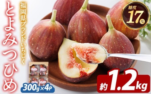 ＜先行予約受付中！2026年8月下旬～10月下旬に順次発送予定＞福岡県ブランドいちじく とよみつひめ