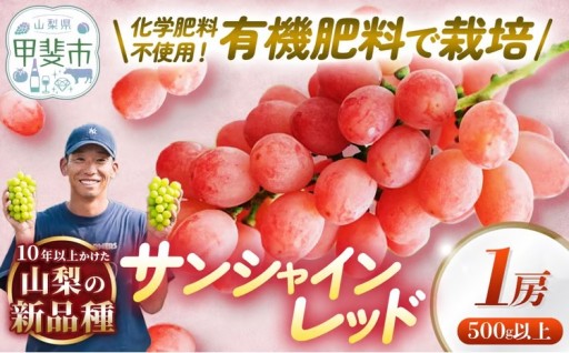 山梨県オリジナル品種　サンシャインレッド　1房