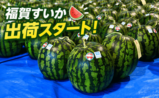 福賀すいかの出荷が始まりました