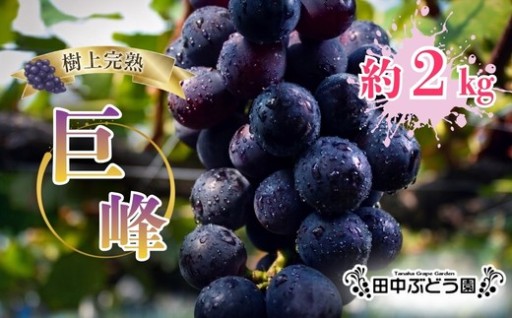 樹上完熟の極上の甘さ「厳選！種なし巨峰」