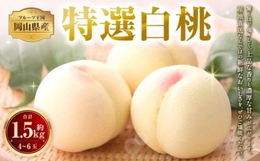 【 特選 】 岡山県産白桃 約1.5kg （ 4 ～ 6玉 ）  【 2026年7月上旬～8月上旬迄発送予定 】