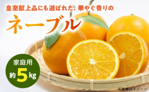 🍊【先行予約】おいしい樹成甘熟‼️ネーブル🍊　約5kg