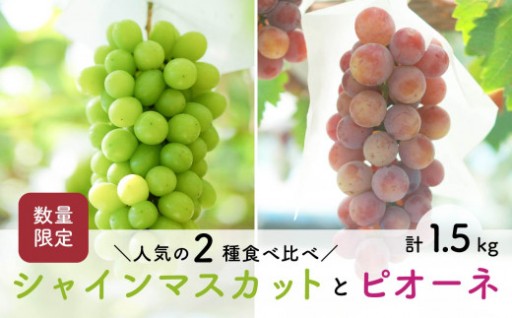 大粒2種のぶどう 食べ比べセットご予約受付中