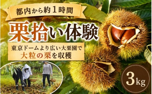 折原農園の栗拾い体験＆極上生栗の先行予約スタート！