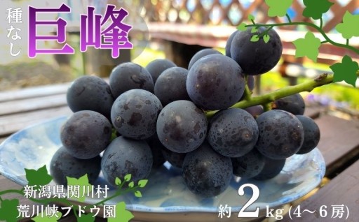 ぶどうの王様！種なし巨峰約２kg 先行予約受付中