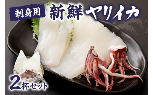 刺身用　新鮮ヤリイカ🦑2杯セット(宗像鐘崎産)【マルケイ水産】_HA0416