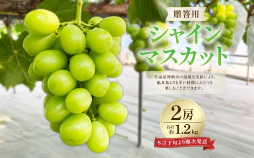 贈答用 シャインマスカット 2房 合計約1.2kg  【2026年8月下旬～2026年9月上旬まで順次発送予定】