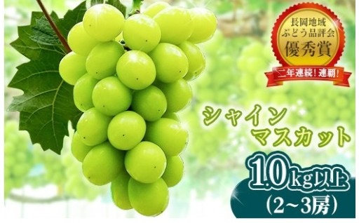 長岡産 シャインマスカット 1.0kg以上（2～3房）！酸味控えめでさわやかな甘さ♪