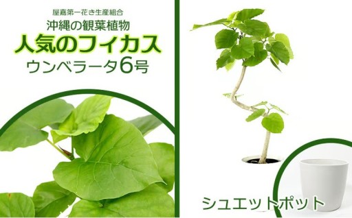 ★【沖縄の観葉植物】人気のフィカス ウンベラータ6号 シュエット鉢ポット 