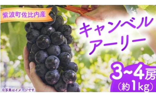 🍇キャンベルアーリー 1kg (3～4房) ✨