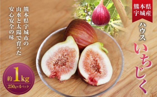 ハウスイチジク 約1kg （約250g×4パック）【2026年6月上旬発送開始】 