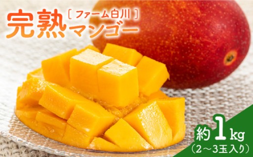 【締切間近！】【2026年先行予約】ファーム白川の完熟マンゴー1kg🥭✨