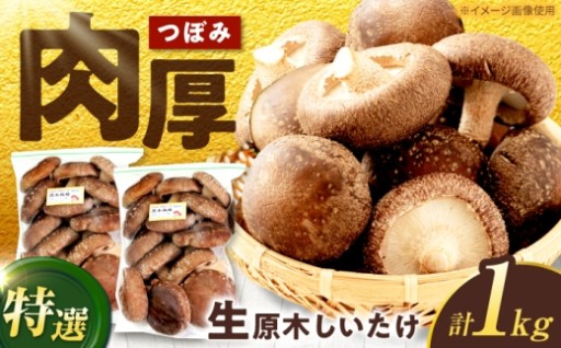 自然豊かな白川町の肉厚生しいたけをお届け！