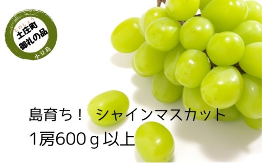 島育ち！ハウスシャインマスカット1房化粧箱入り