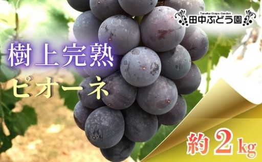 大粒で濃厚。ぶどう好きに選ばれる種なしピオーネ