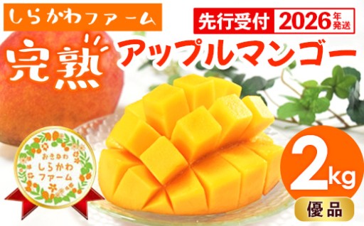 【NEW】しらかわファームのアップルマンゴー 優品 約2kg （3～5玉）【2026年発送】