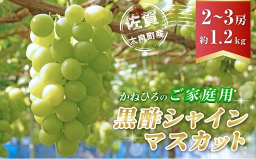 かねひろの「黒酢シャインマスカット（ご家庭用）」　2～3房（約1.2kg）