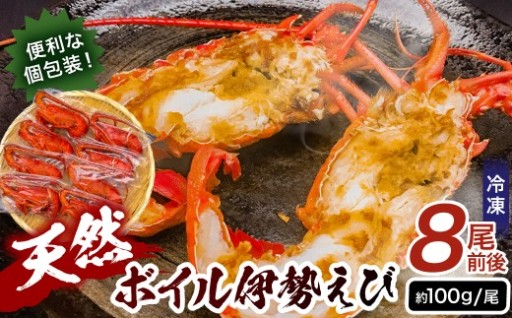 ボイル冷凍伊勢海老　約100g×8本前後
