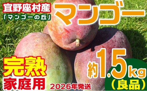 【2026年発送】家庭用　宜野座村産完熟マンゴー「マンゴーの丘」約1.5kg（良品） 