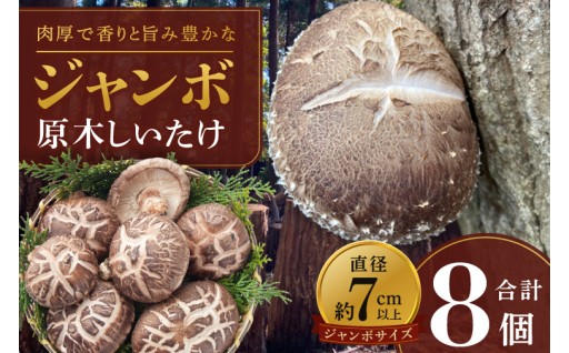 【先行予約！！】茨城県水戸産 ジャンボ原木しいたけ