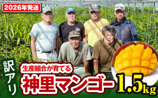 【訳あり】2026年発送　生産組合から直送　神里マンゴー1.5kg