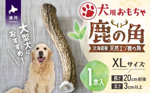 【新登場】鹿の角XLサイズ☆