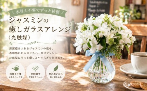 水替え不要でずっと綺麗 ジャスミンの癒しガラスアレンジ （ 光触媒 ）