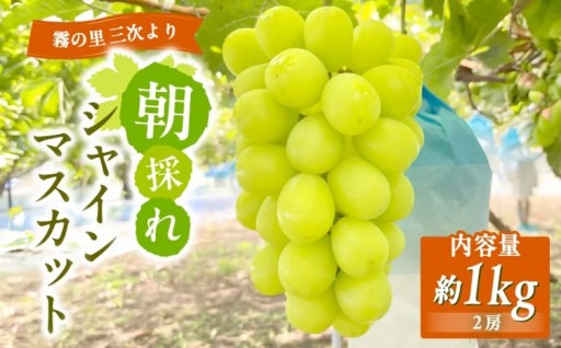 朝採れの贅沢！三次市産シャインマスカット