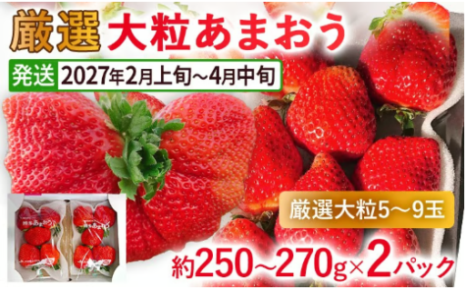 【2027年発送先行予約受付中】🍓厳選大粒あまおう(約250～270g×2パック) 🍓