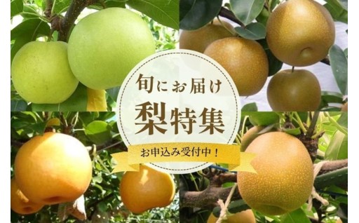 8月中旬出荷開始！ 鳥取自慢の美味しい梨です！