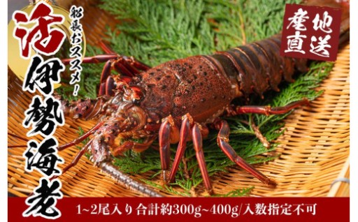 活 伊勢海老 1尾 ～ 2尾 セット 産地直送 船長 おすすめ