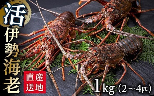 活 伊勢海老 1kg（2～4匹）南紀黒潮イセエビ