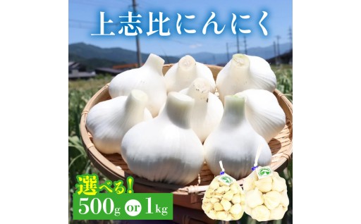 永平寺町産「上志比にんにく」が登場！特別栽培で育った高品質なにんにくです。