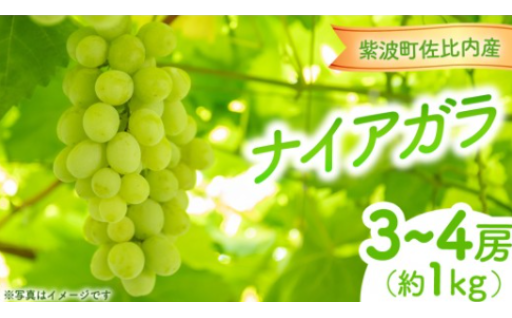 ぶどう ナイアガラ 1kg (3～4房)